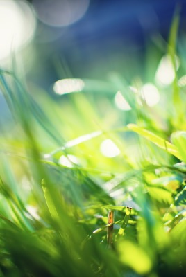 трава зелень лето крупный план
