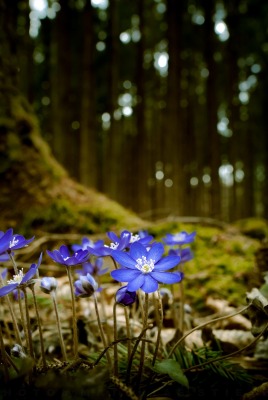 цветы синие лес мох деревья