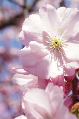 цветение вишня розовый цветок