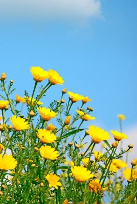 цветы желтые ромашки полевые голубое небо ясное небо