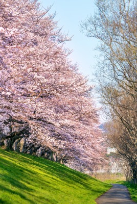 вишня парк весна япония сакура japan цветение