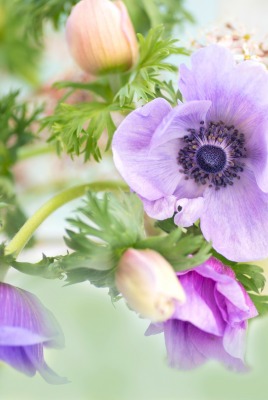 цветы ветка фиолетовый