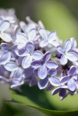 сирень цветы фиолетовый ветка