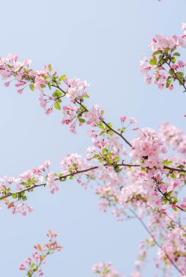 весна ветка цветение розовый