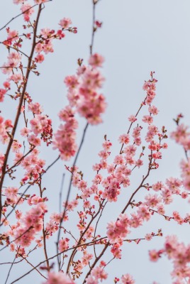 весна цветение ветви сакура
