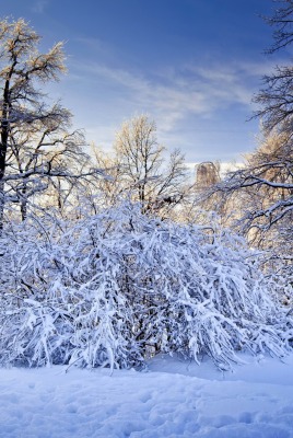 снег лес зима snow forest winter
