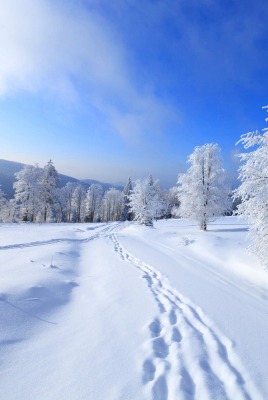 природа зима снег деревья