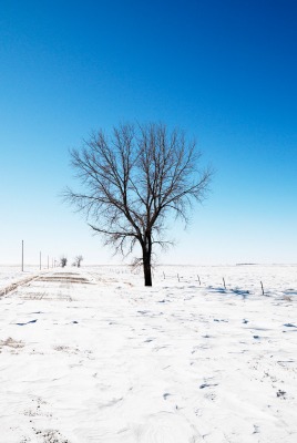 природа зима деревья горизонт