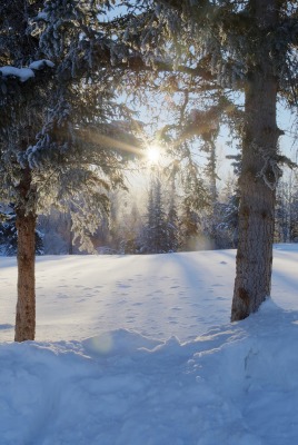 лес зима деревья солнце