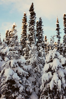 лес снег деревья зима