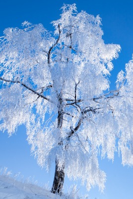 дерево иней снег склон чистое небо