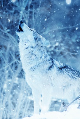 природа зима снег животное волк вой лес