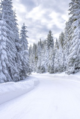 зима дорога снег ели лес