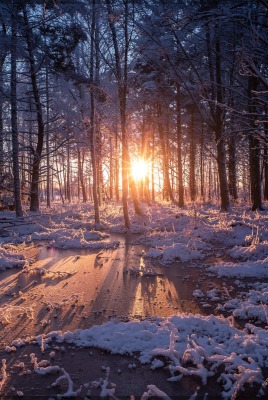 зима лес рассвет болото