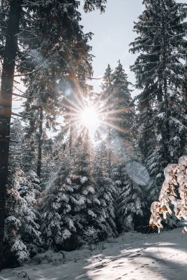 лес снег зима лучи солнце