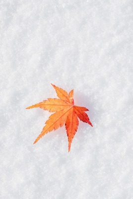 лист кленовый снег
