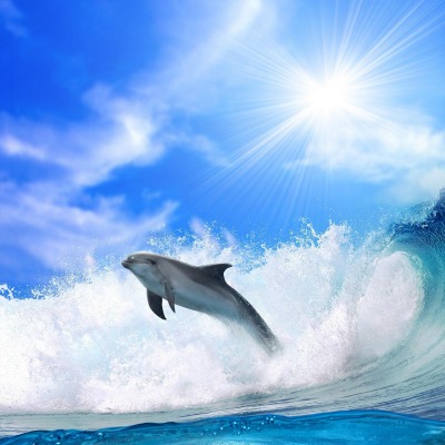 Дельфин прыжок из под волны