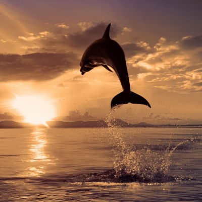 Прыжок дельфина на закат