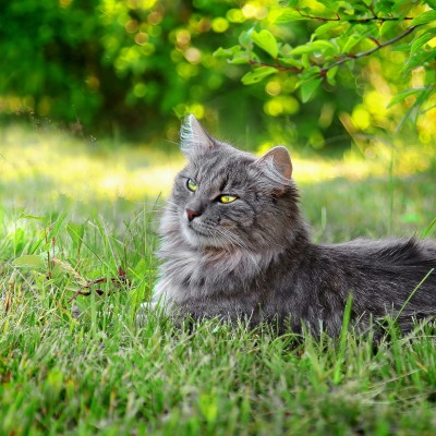 Дымчатый кот в траве