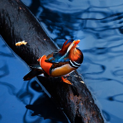 Утка мандаринка возле воды