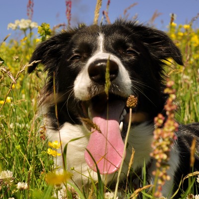 Пес в траве