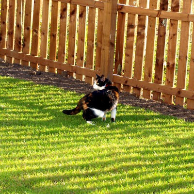 Кот возле забора на траве
