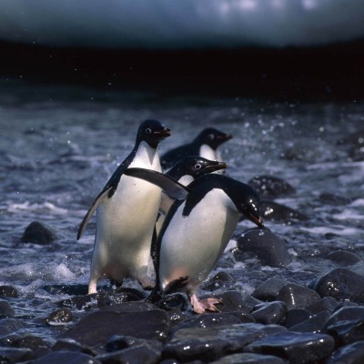 Пингвины на камушках