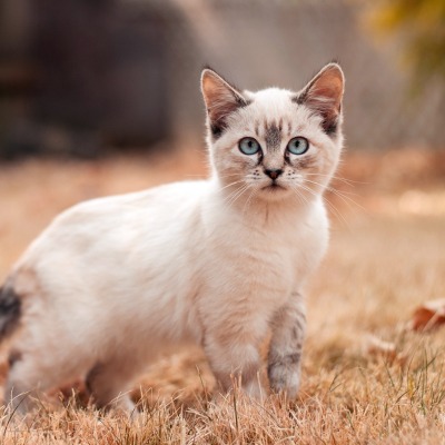 Белый кот на траве