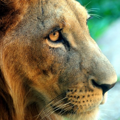 Взгляд льва