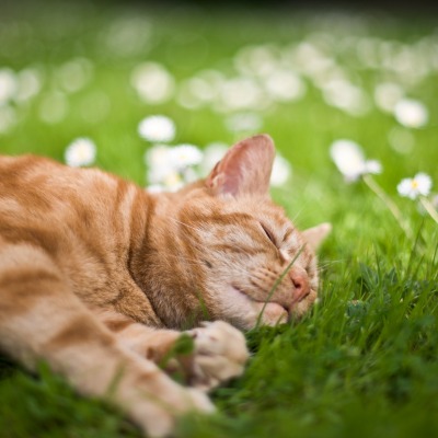 Рыжий кот на траве