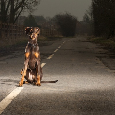 Собака на дороге в сумерках