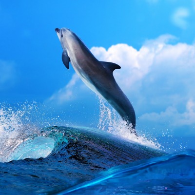 выплывающий на поверхность дельфин