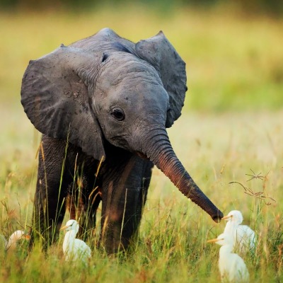 маленький слоник на поле