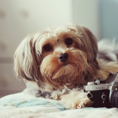собака-фотограф