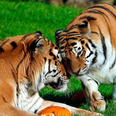 тигры на лужайке
