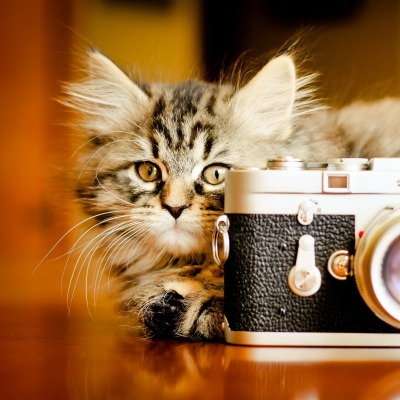котенок с фотоаппаратом