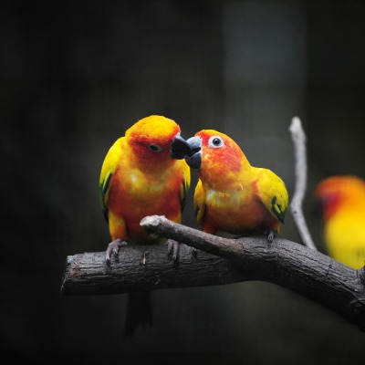 маленькие попугаи