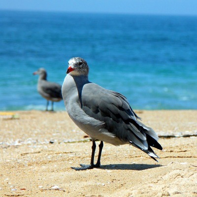 птичка на пляже