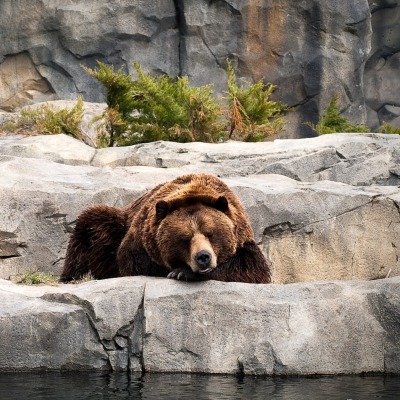 медведь на скалах