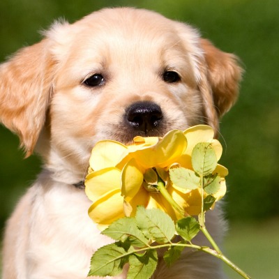 миленькая собачка с цветком