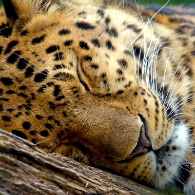 сонный леопард