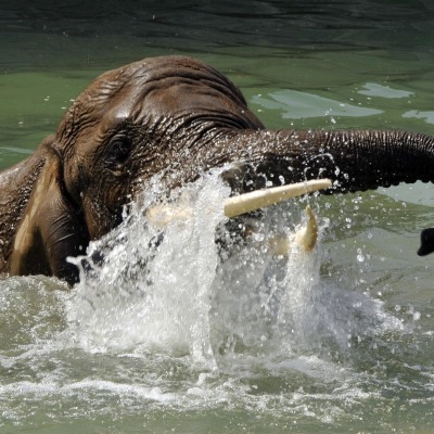 слон в воде