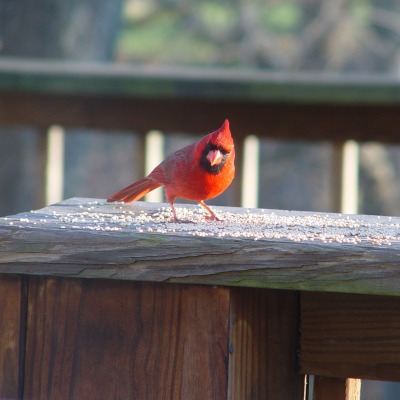 оранжевая птичка