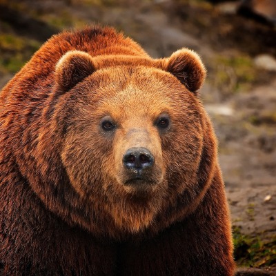 большой медведь