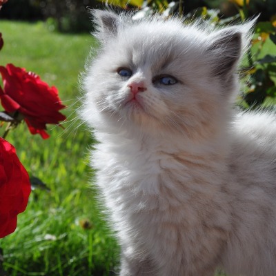 Котенок с цветами на лужайке