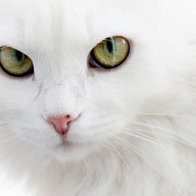 белоснежный кот