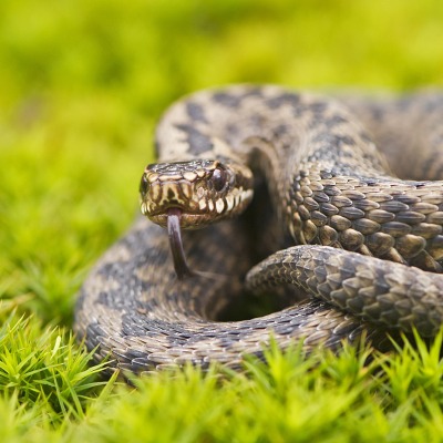 змея на лужайке