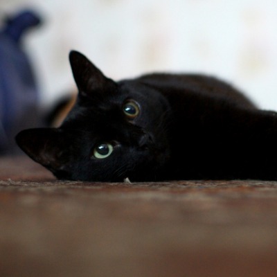 Черная кошка на полу