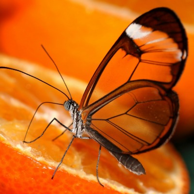 бабочка,прозрачные крылья