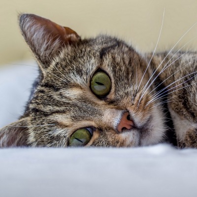 кошка зеленые глаза постель